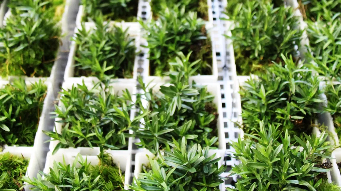 Ein Wandelement besteht aus 1682 Einzeltöpfen. In diesen wächst das Moos zu einer geschlossenen Filteroberfläche zusammen und bildet das Substrat für eine Deckbepflanzung. Foto: Green City Solutions