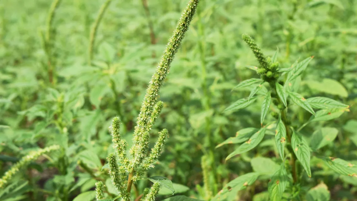 Grünähriger Fuchsschwanz. Foto: University of Illinois