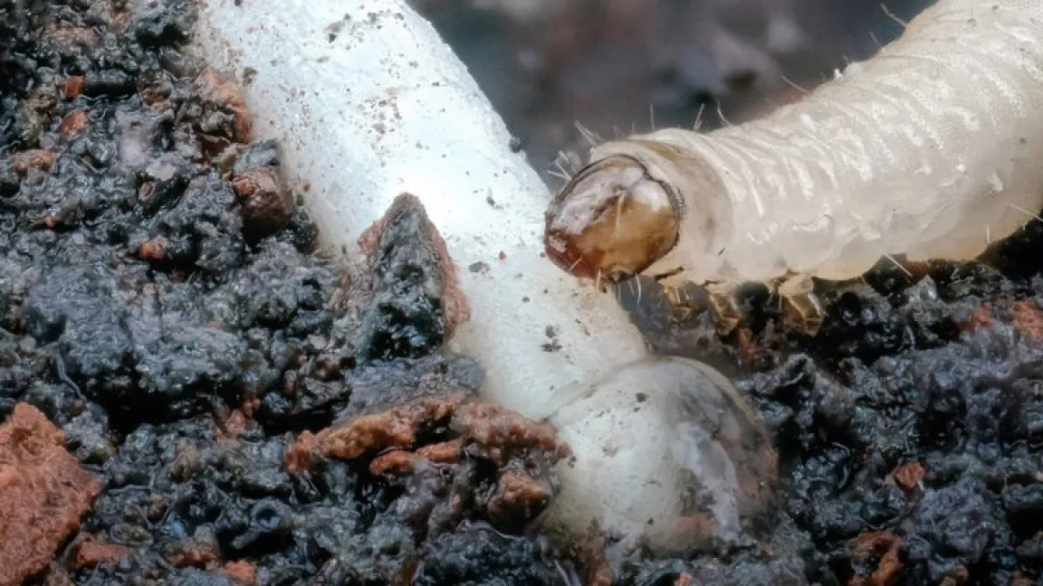 Gefürchteter Agrarschädling: Eine Larve des Westlichen Maiswurzelbohrers speist gerade genüsslich an der Wurzel einer Maispflanze. Foto: Cyril Hertz, MPI