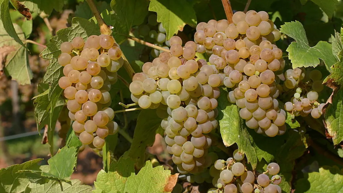 Die neue, am Julius Kühn-Institut gezüchtete Rebsorte Calardis blanc ist mehrfach resistent gegen Falschen Mehltau, Schwarzfäule, Grauschimmel und Echten Mehltau. Foto: JKI