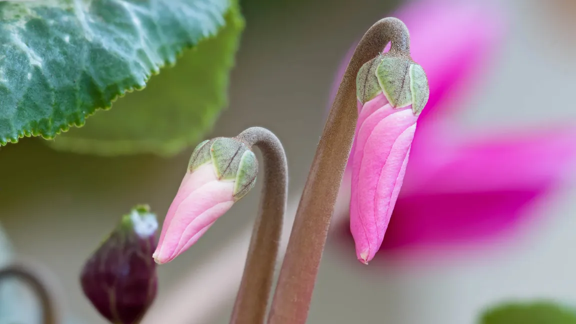 Alpenveilchen gehören zu den Kaltkeimern. Foto: istock