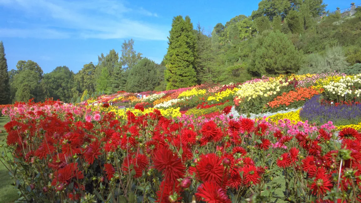 Farbenfroher Höhepunkt im Herbst ist der Dahliengarten. Foto: istock