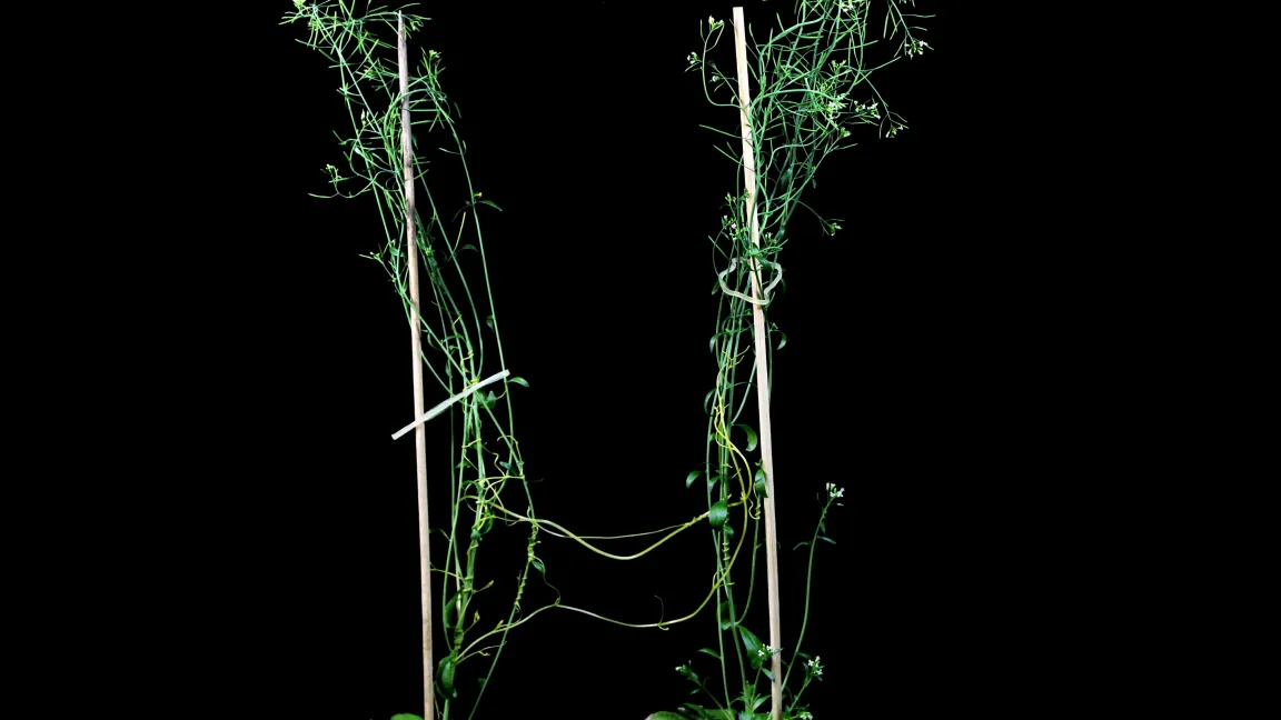 Zwei Ackerschmalwand-Pflanzen (Arabidopsis thaliana) sind über Teufelszwirn-Brücken miteinander verbunden. Foto: Jingxiong Zhang, Chinesische Akademie der Wissenschaften