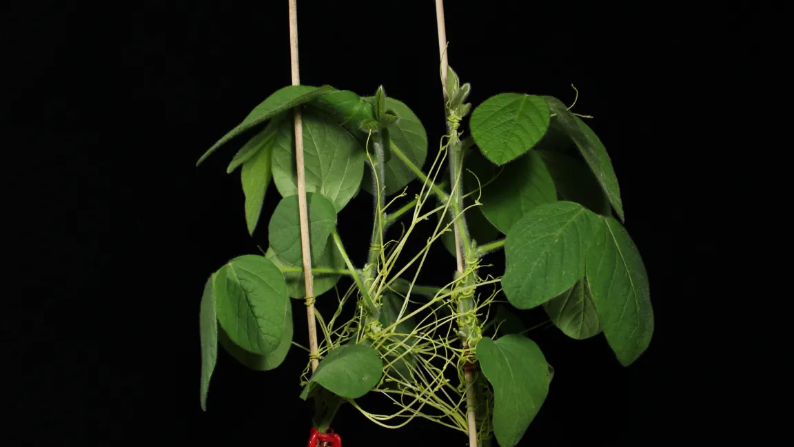 Der Parasit Suscuta australis (Südliche Seide) verbindet zwei Sojapflanzen. Foto: Jingxiong Zhang, Chinesische Akademie der Wissenschaften