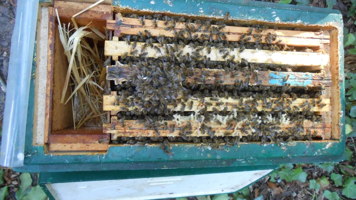 Drohnenableger. Foto: Jakob Wegener / LIB