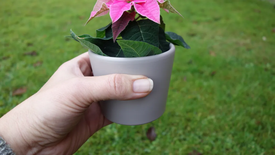 Es gibt ihn in vielen Farben und Größen, wie etwa in der Mini-Version als Mitbringsel. Foto: Angelika Sontheimer