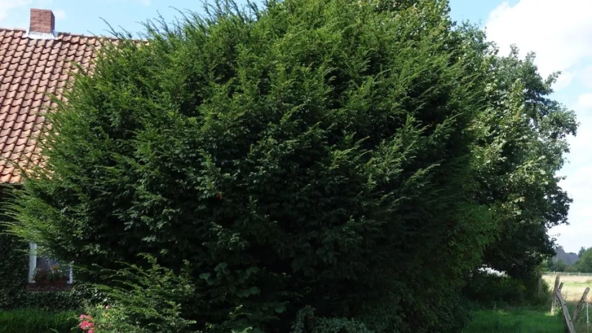 Die Eibe ist sehr anspruchslos. Sie wächst auf vielen Böden, nur Staunässe und saure Moorböden mag sie nicht. Foto: Angelika Sontheimer