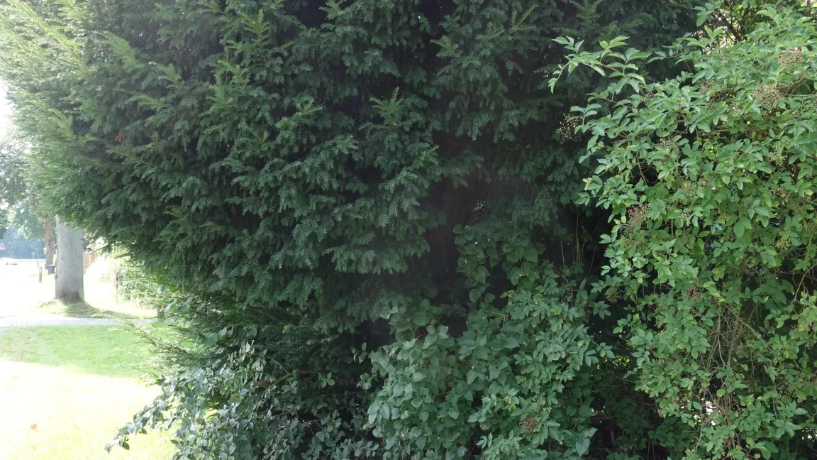 In vielen Parks und Gärten werden Eiben als Formengehölze verwendet. Foto: Angelika Sontheimer