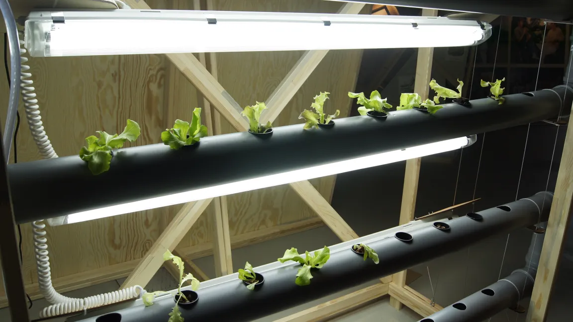 In der Ausstellung wird ein Versuch im Indoor-Gardening durchgeführt. Dazu wurde ein "Etagen-Garten" mit Kunstlicht aufgebaut, der ohne Erde auskommt. Die Pflanzen werden durch eine Wasser-Dünger-Lösung versorgt. Foto: LVR-Industriemuseum