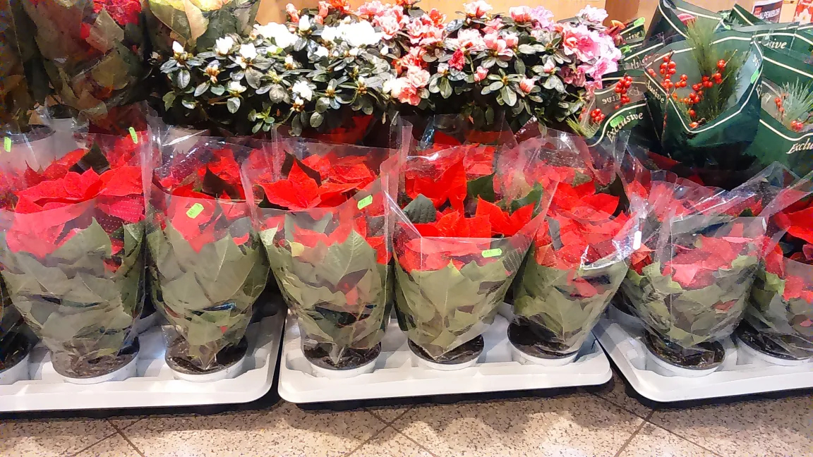 ...auch im Supermarkt erhältlich. Foto: Angelika Sontheimer