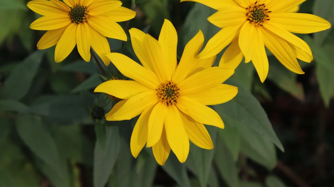 Die großen gelben Blüten der Durchwachsenen Silphie blühen bis zum Spätsommer. Foto: AdobeStock