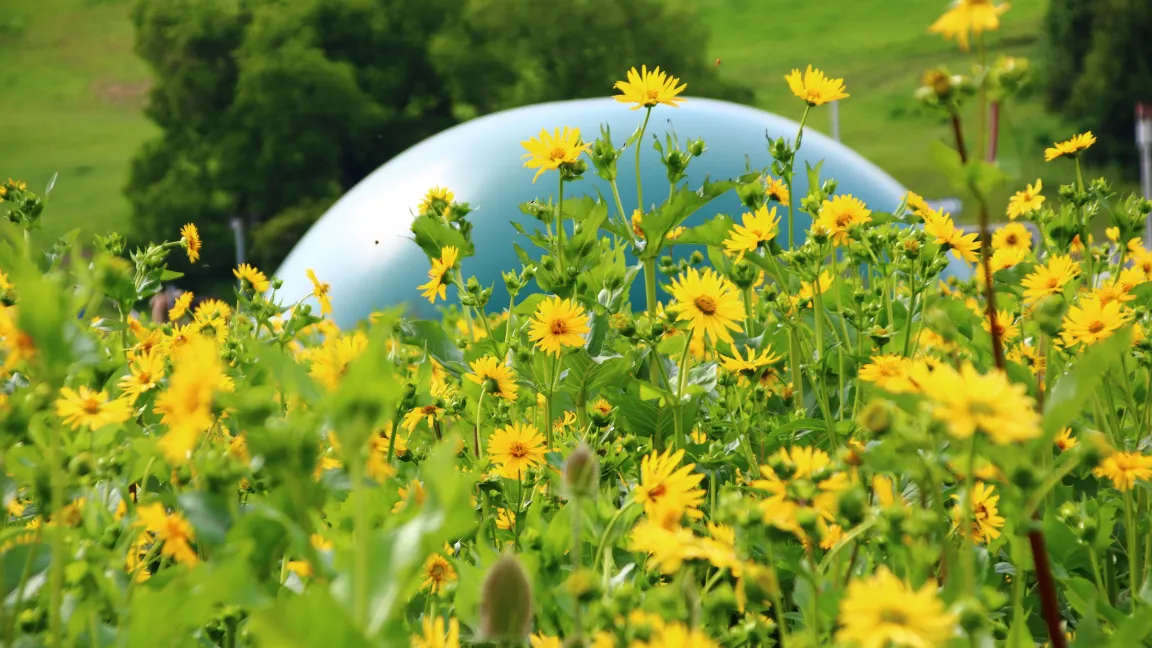 Die Durchwachsene Silphie ist eine gute Ergänzung zum Anbau von Silomais für Biogasanlagen. Foto: AdobeStock