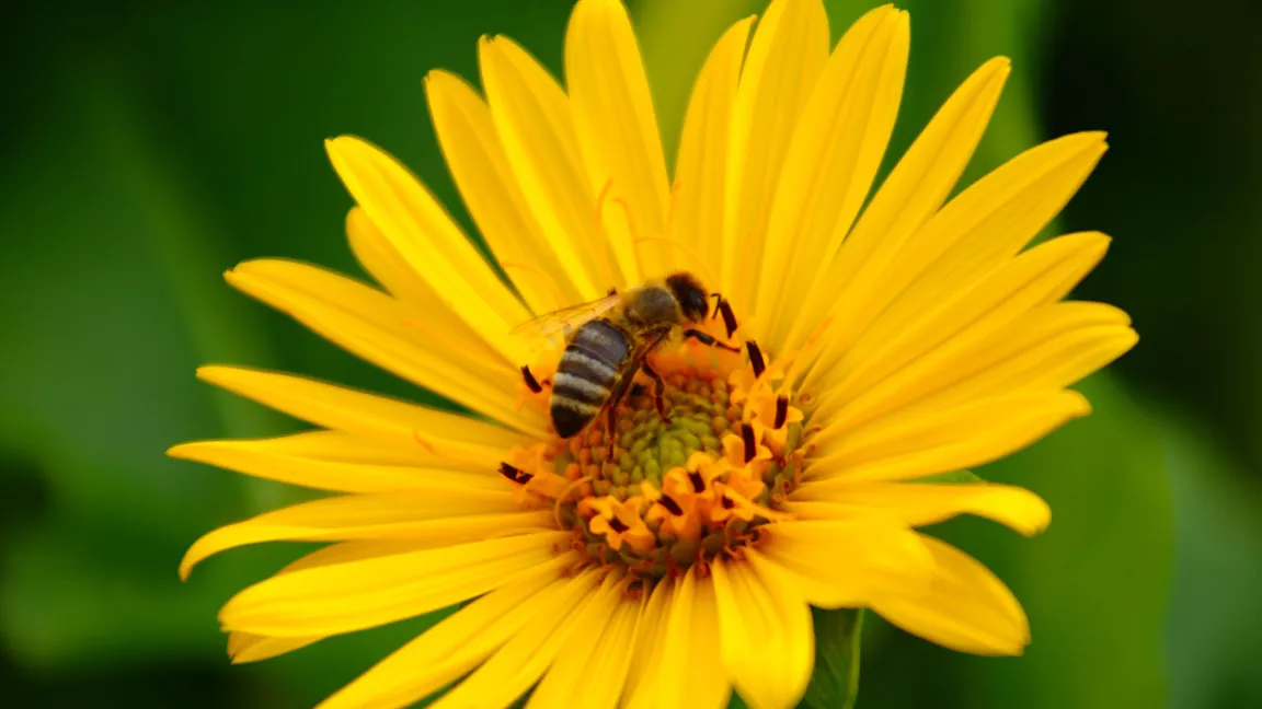 Die Durchwachsene Silphie bietet reichlich Bienennahrung. Foto: AdobeStock