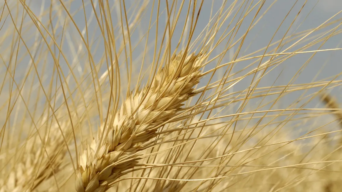 Beim Durum dreht sich alles um die Qualität. Foto: agrar-press