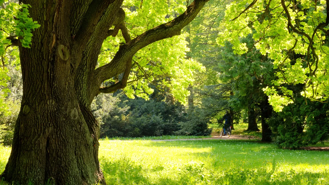 Eine der häufigsten Arten neben Fichte, Kiefer und Buche ist die Eiche. Foto: Fotolia