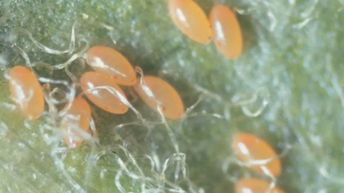 Eiablage des Birnenblattsaugers auf einem Blatt. Foto: Bayer CropScience