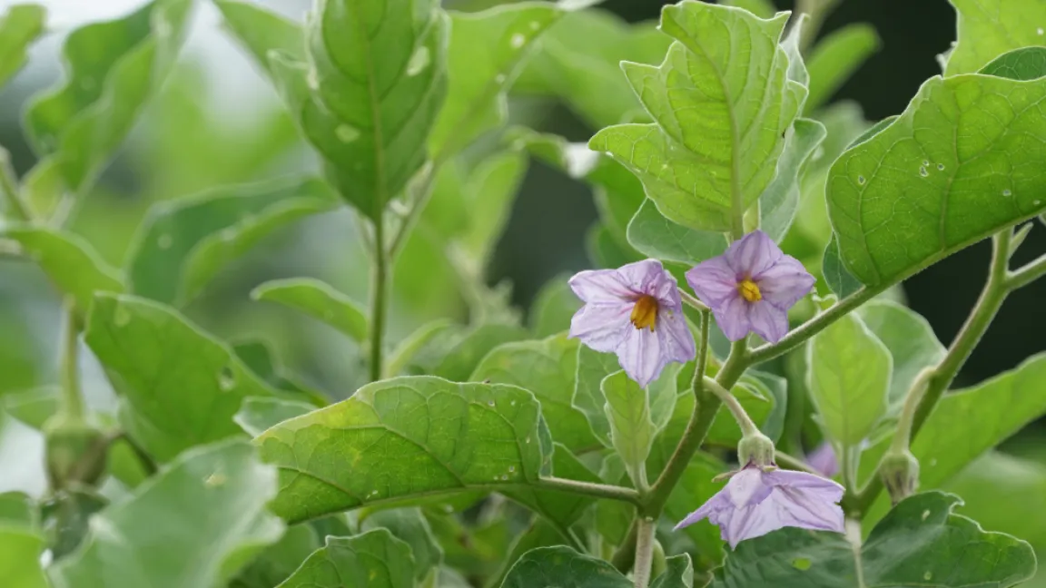 Aus den violetten Blüten entwickeln sich von August bis Oktober die Früchte. Foto: shutterstock