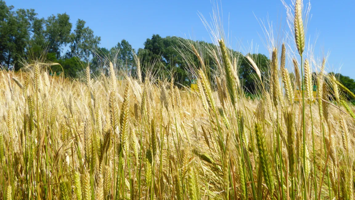 Einkorn ist relativ anspruchslos in Bezug auf die Qualität des Bodens. Er ist zudem resistent gegen viele Schädlinge und kann sich besser gegen die Konkurrenz von Ackerunkräutern durchsetzen als moderne Weizensorten. Foto: Initiative Urgetreide