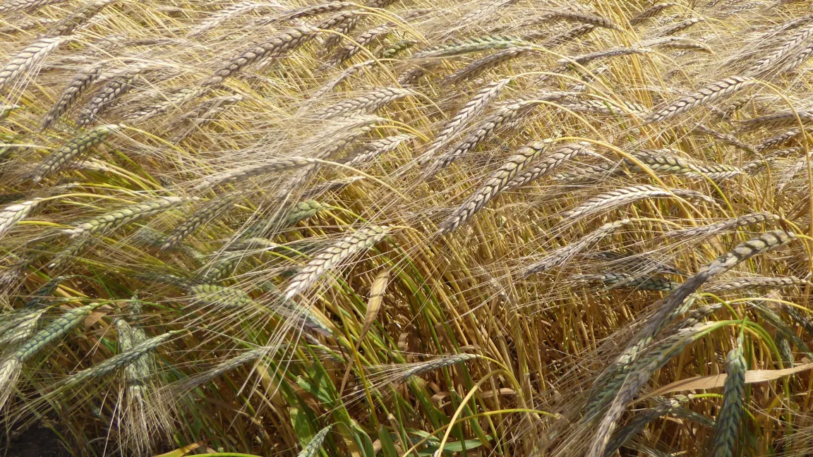 Emmer, auch Zweikorn genannt, gehört zu den ältesten kultivierten Getreidearten überhaupt. Foto: Initiative Urgetreide