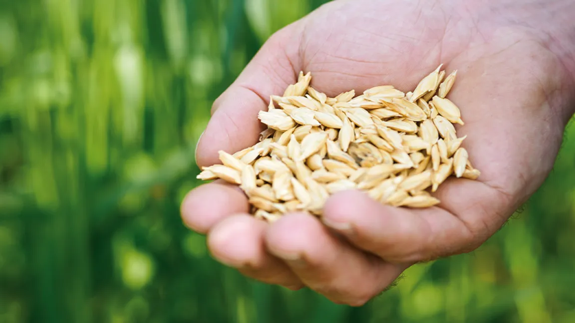 Durch die Spelzen sind die eigentlichen Emmerkörner nicht sichtbar. Foto: Emmer.info