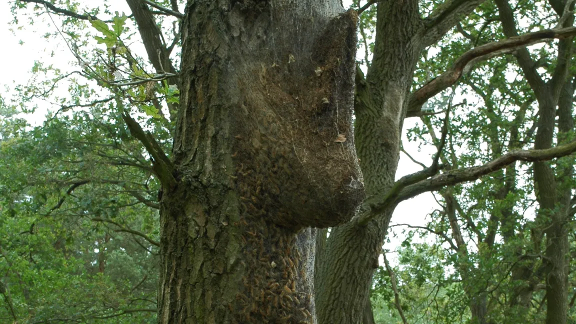 Kapitales Eichenprozessionsspinnernest. Die Raupen des Eichenprozessionsspinners ernähren sich von den Blättern ihrer Wirtsbäume und verursachen dabei einen Lichtungs- oder Kahlfraß. Foto: Habermann