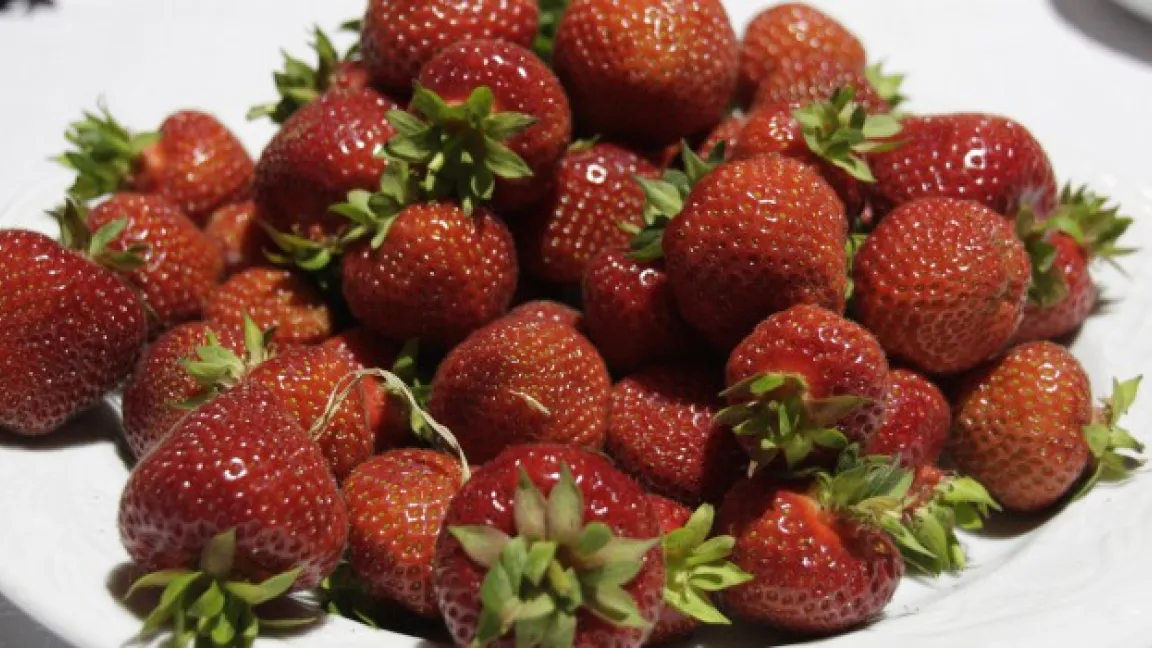 Erdbeeren sind leckere Saisonfrüchte im Sommer. Verbraucher wollen sie gesund und rückstandsfrei. Foto: Angelika Sontheimer