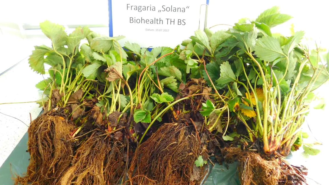 Mit geeigneten Mitteln behandelte Erdbeerpflanzen zeigen ein stärkeres Wurzelwachstum als unbehandelte Pflanzen. Foto: Humintech