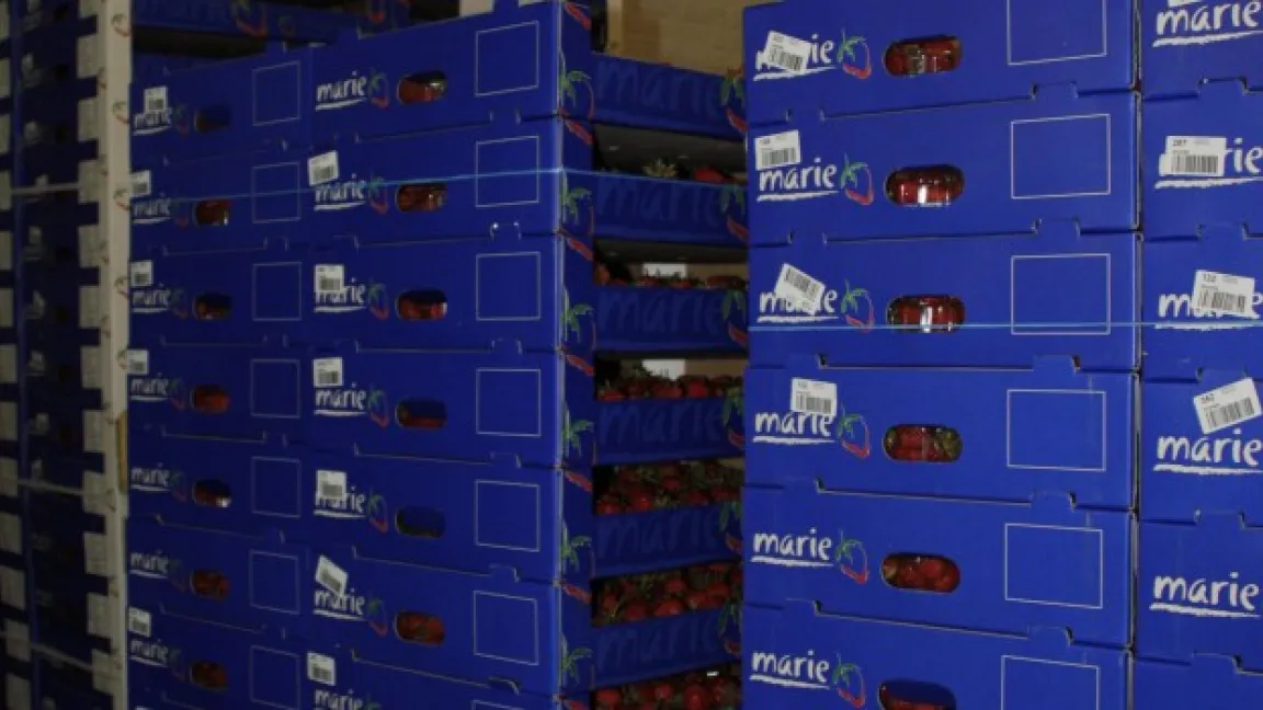 Die Erdbeeren müssen einige Sortier- und Verpackungsschritte mitmachen, bis sie transportfähig sind. Foto: Angelika Sontheimer