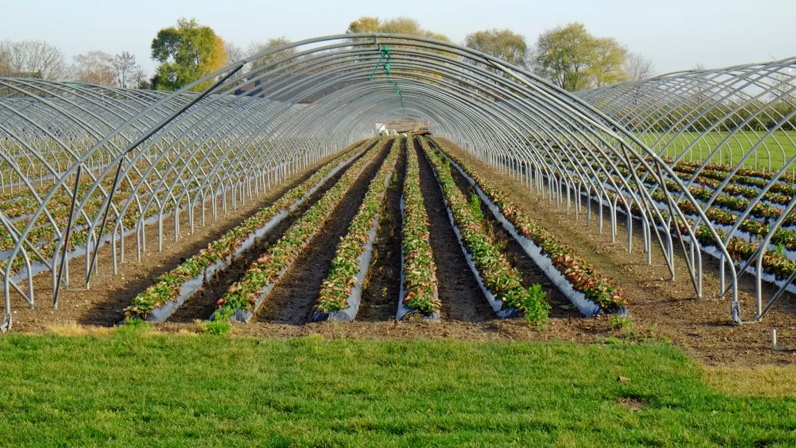 In Plantagen werden Erdbeeren für den Handel angebaut. Foto: Fotolia