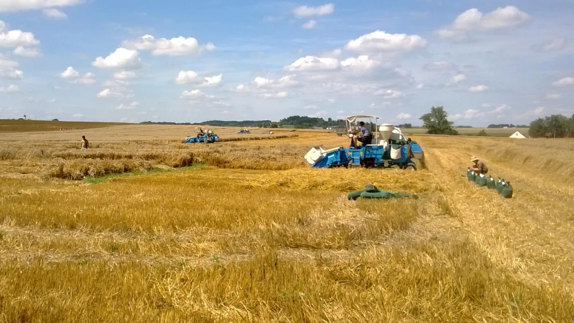 Ernte der Kleinparzellen im Versuchsgarten Feldkirchen. Foto: Secobra Saatzucht GmbH