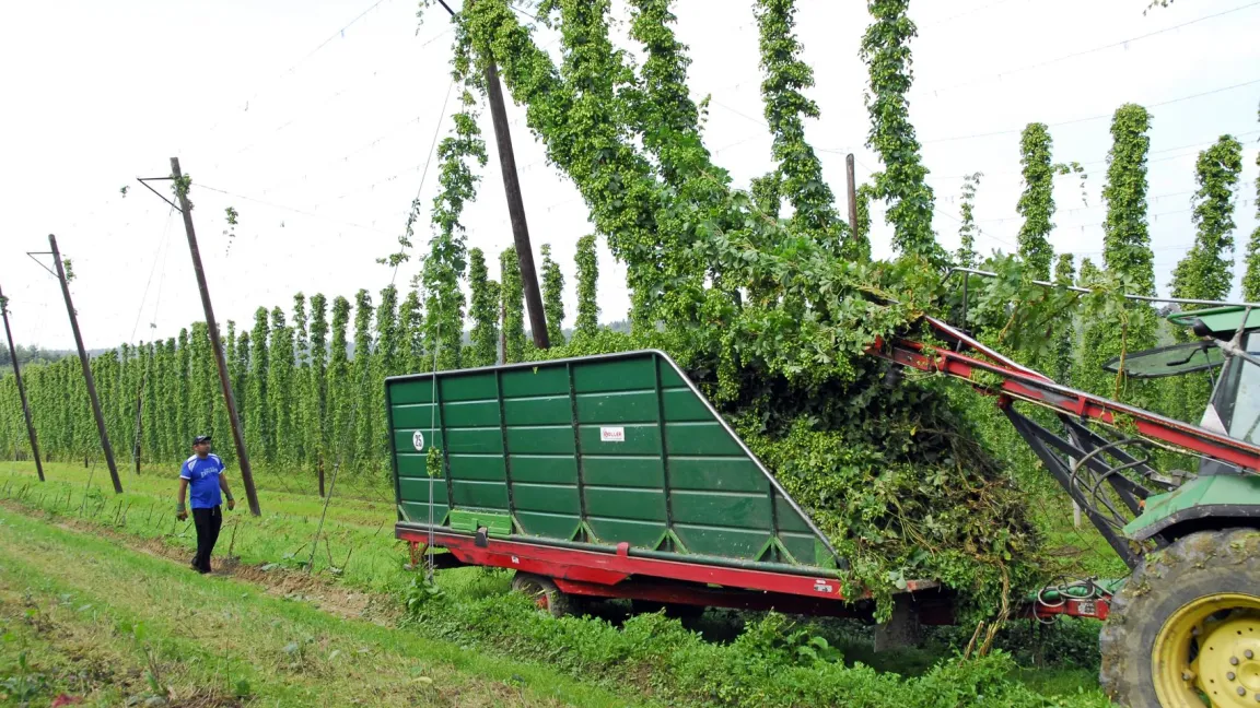Die Hopfenernte erfolgt überwiegend im August. Foto: Pokorny, Kreativ Welten
