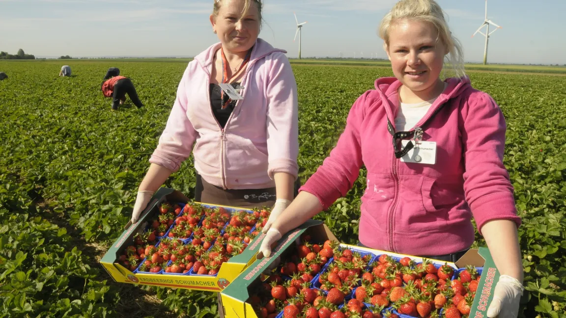 Interesse an einem Ferienjob in der Landwirtschaft? Einfach mal beim Bauern nachfragen. Foto: agrar-press