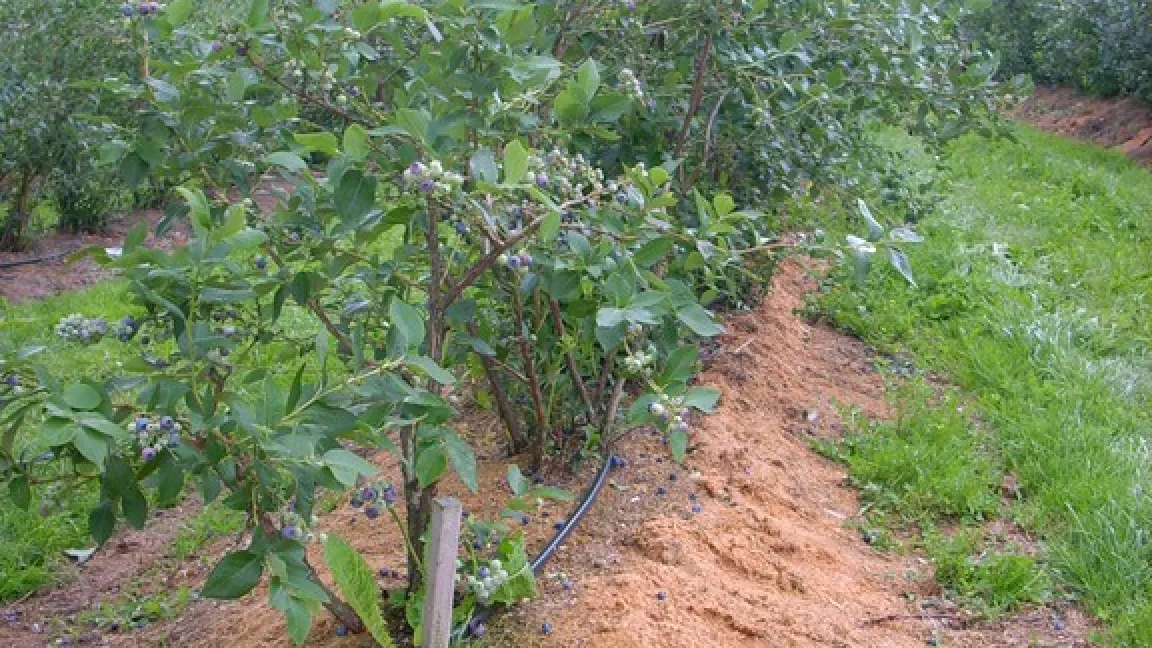 Es gibt mehr als 100 Sorten und Hybriden von Kulturheidelbeeren. Ein Strauch braucht ca. zehn Jahre bis er seine Endgröße von 2 Metern erreicht und einen Ertrag zwischen 5 und 10 Kilogramm Beeren bringt. Foto: Kompetenzzentrum Obstbau Bodensee