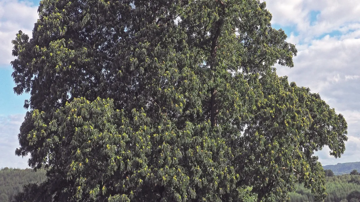 Die Esskastanie ist Baum des Jahres 2018. Foto: A. Roloff