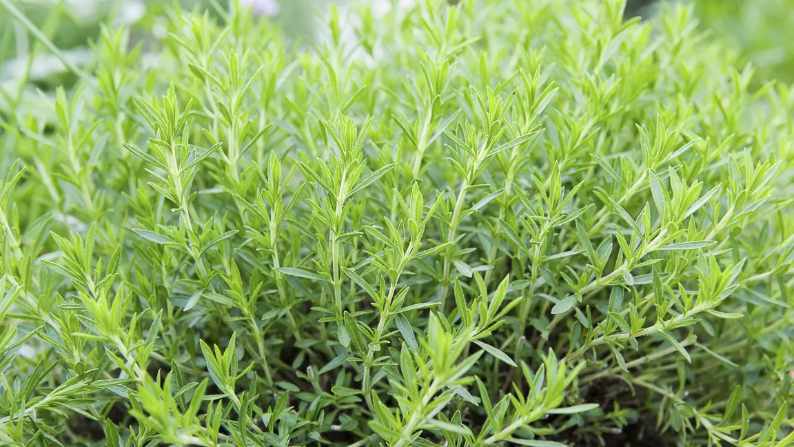 Estragon ist ein Sonnenliebhaber und braucht einen warmen, gut bewässerten und nährstoffreichen Boden. Foto: istock