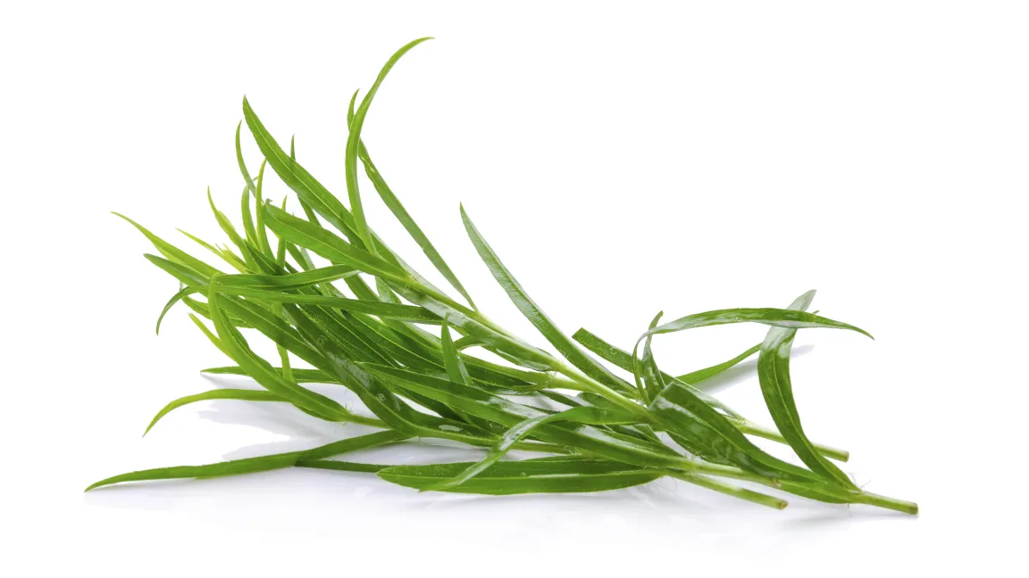 Estragon wird meist in Feldkultur angebaut und sowohl als Schnittkraut in der Frischvermarktung als auch als Topfware im Handel angeboten. Foto: istock