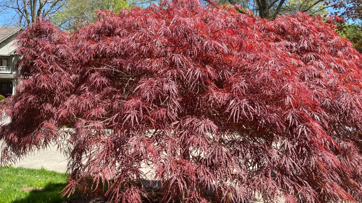 Optimaler Standort - gesunder Fächerahorn. Foto: iStock