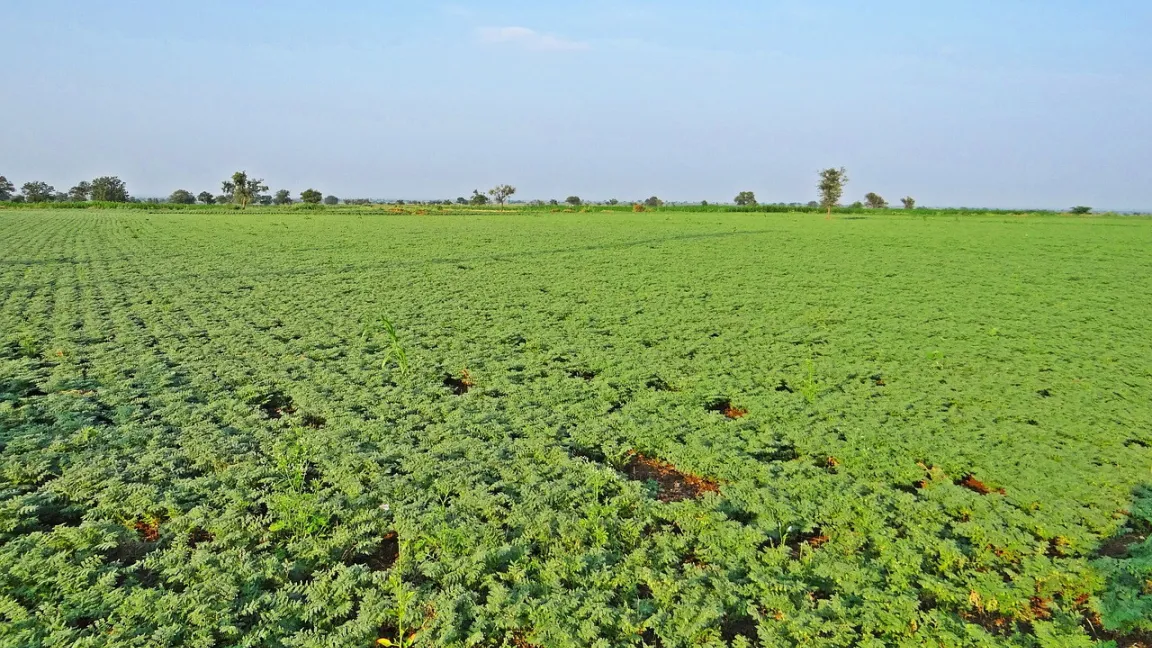 Großflächigen Kichererbsenanbau gibt es vor allem in Indien, in der Türkei und in Russland. Foto: Bishnu Sarangi / Pixabay