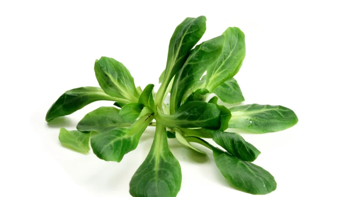 Ein Gemüse, viele Namen: Feldsalat, Rapunzel, Mausohrsalat, Nüsschen und Vogerlsalat. Foto: W.R. Wagner/Pixelio
