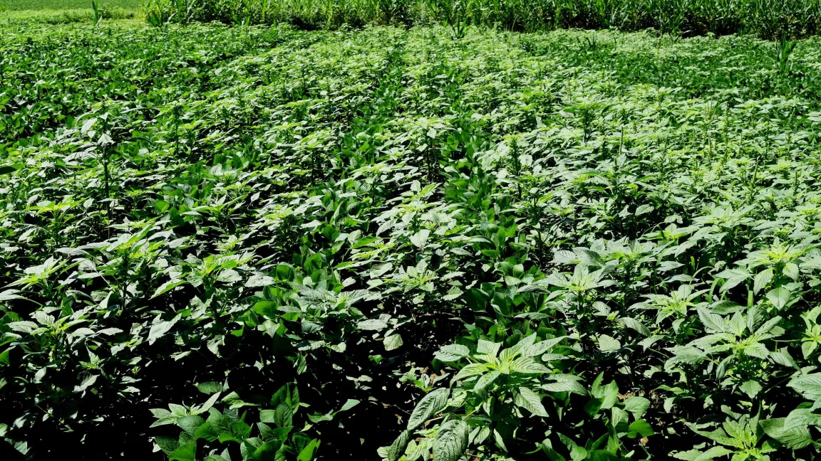 "Die von uns nun vorgelegten Erkenntnisse zum Erbgut schädlicher Unkräuter werden die weitere Forschung in diesem Gebiet deutlich beschleunigen und intensivieren. Zudem ermöglichen die Daten, ein besseres Verständnis zu entwickeln, wie Schädlinge eine Resistenz gegenüber Herbiziden entwickeln können", sagt Pat Tranel.
Foto: University of Illinois