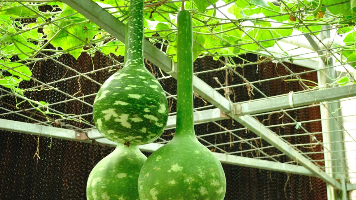 An einem Gerüst wachsend hängen die Früchte dekorativ herunter. Foto: shutterstock