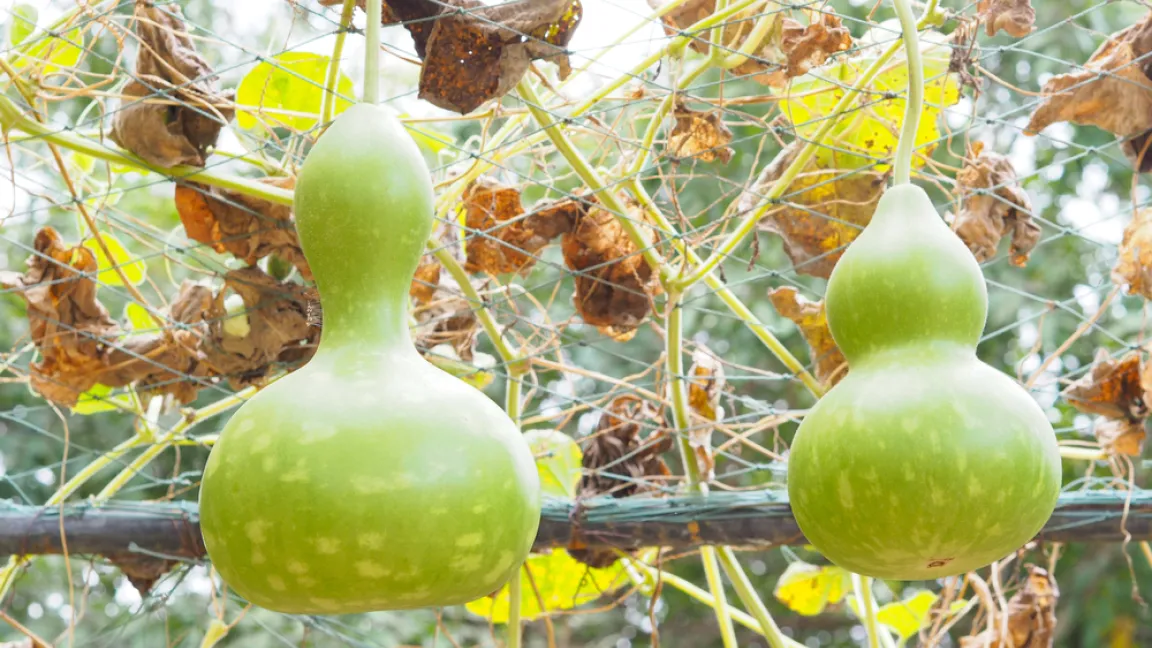 Wenn die Pflanze beginnt zu verwelken, kommt die Erntezeit für Flaschenkürbisse. Foto: shutterstock