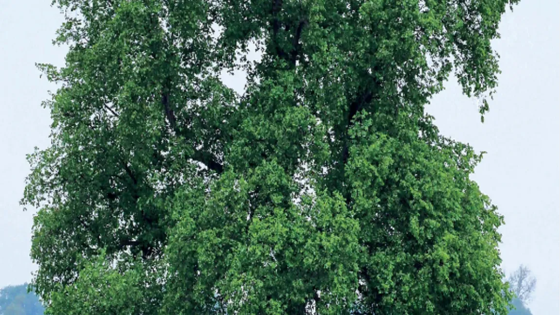 Die Flatter-Ulme ist seit 1989 der 31. "Baum des Jahres". Foto: A. Roloff