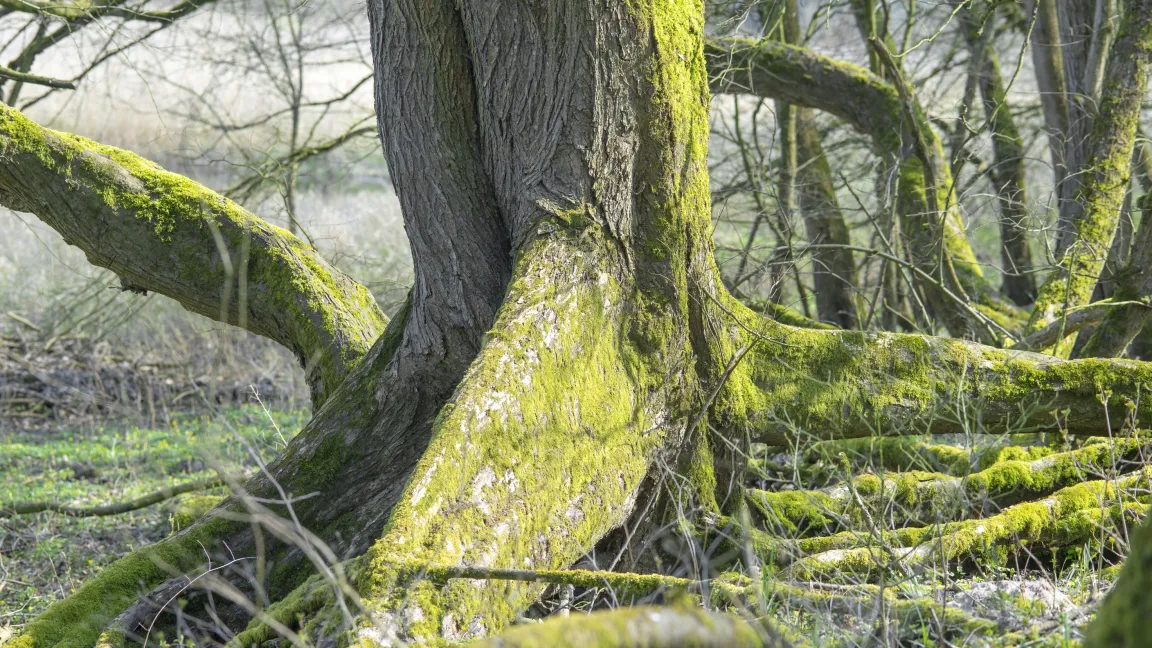 Die Flatter-Ulme ist die einzige heimische Baumart, die Brettwurzeln ausbildet. Foto: AdobeStock