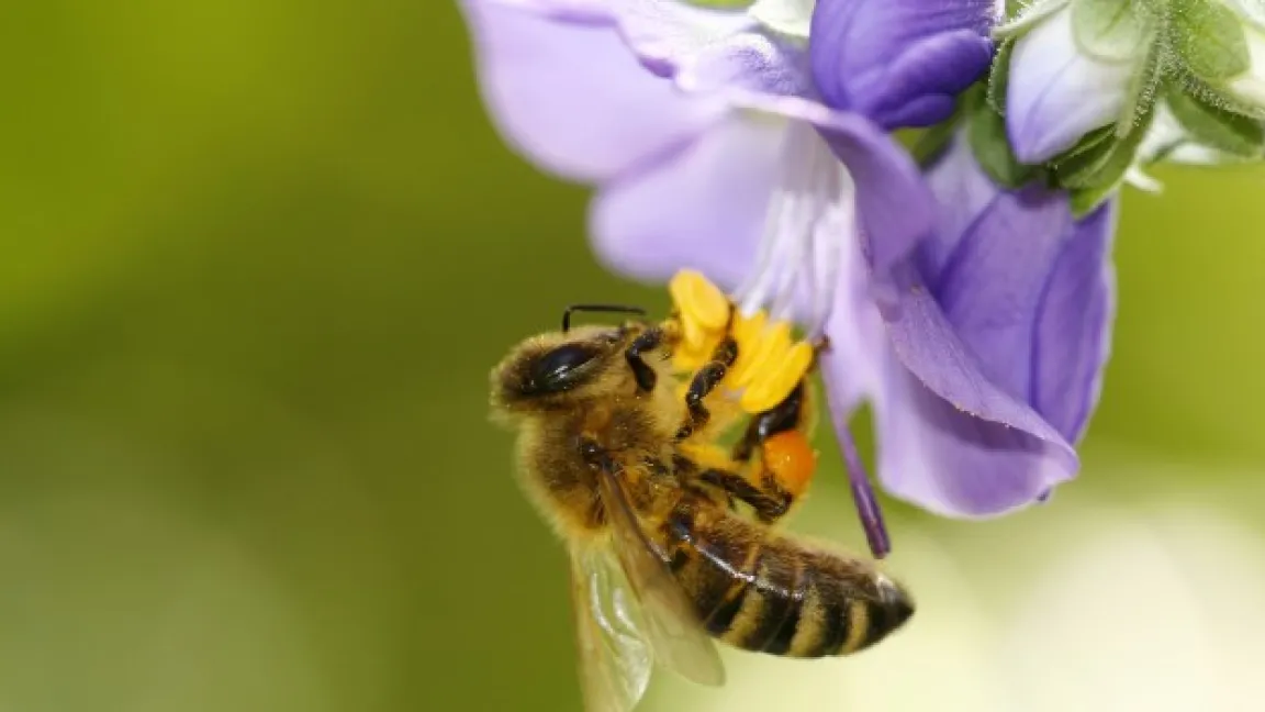 Unsere wichtigsten Bestäuber, die Honigbienen, werden im Winter von der Varroa-Milbe bedroht. In einem neuen Forschungsprojekt sollen mit Hilfe eines DNA-Chips die möglichen Gründe erforscht werden. Foto: Fotolia