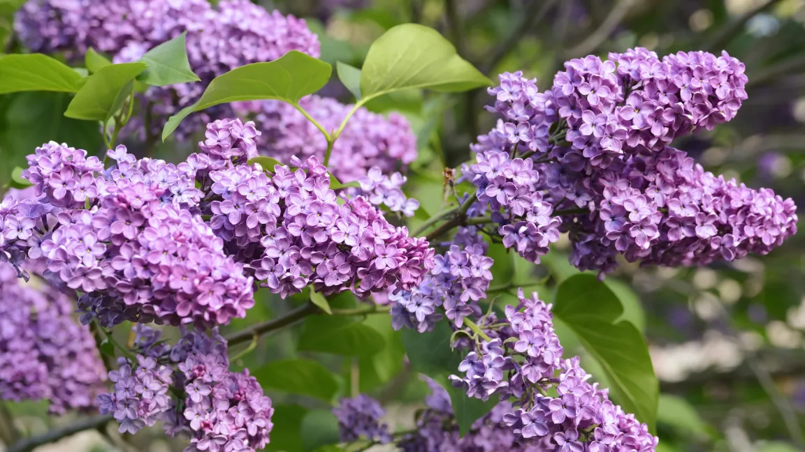 Jedes Jahr im Mai erfreuen uns die prächtigen Blüten und der Duft des Flieders. Aber auch dieser Strauch ist nicht vor Krankheiten und Schädlingen gefeit. Foto: Fotolia