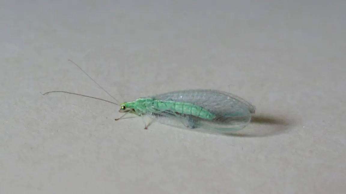 Florfliegen sollte man als Nützlingen Asyl gewähren - auch in der Wohnung. Foto: Klaus Margraf