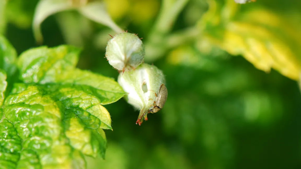 Nach ihrer Winterruhe fressen die Himbeerkäfer an den aufgehenden Knospen. Foto: Andreas Vietmeier, LWK Nordrhein-Westfalen