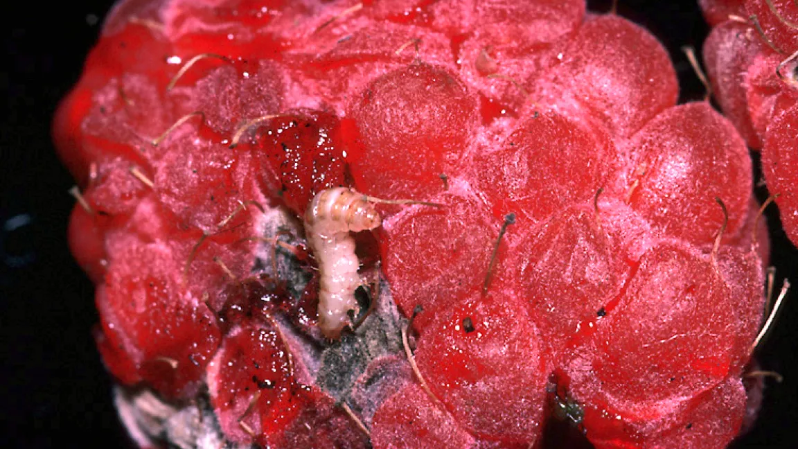 Die Himbeermaden sind pünktlich zur Himbeerreife ausgewachsen. Foto: Andreas Vietmeier, LWK Nordrhein-Westfalen