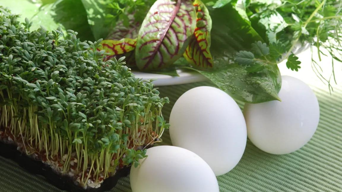 Er ist auch einer der sieben Kräuter für die Frankfurter Grüne Soße. Foto: Fotolia